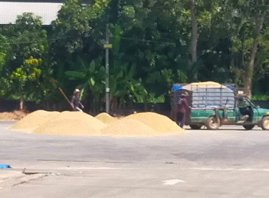 แนะนำแนวทางการขอรับสนับสนุนเงินอุดหนุนและติดตามผลการรวบรวมข้าวเปลือกปีการผลิต 2567/68 ของ สหกรณ์การเกษตรแม่จัน จำกัด ... พารามิเตอร์รูปภาพ 10
